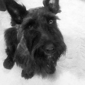 Meet your Posher, Patsy